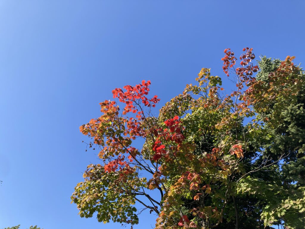 青空と、木の葉。緑から真っ赤までのグラデーション。